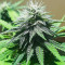 Семена сорта Ice Cream Cake Fast Flowering fem (Humboldt Seed Organization)