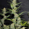 Семена сорта Auto Anubis fem (Pyramid Seeds)