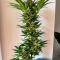 Семена сорта Jealousy Kush fem (Seedkeepers)
