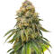 Семена сорта The White Fire OG fem (Seedkeepers)