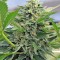 Семена сорта Pineapple Skunk reg (Humboldt Seeds)