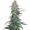 Семена сорта Shiva Skunk fem (Sensi Seeds)