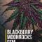 Семена сорта Blackberry Moonrocks fem (AlphaFem Seeds)