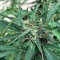 Семена конопли Blue Critical Autoflowering 