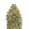 Семена сорта Auto Torpedo fem (VIP seeds)