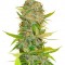 Семена сорта Aurora Indica regular (Nirvana Seeds)