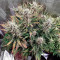 Семена сорта Wedding Glue Auto fem (FastBuds)