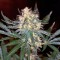 Семена сорта Black Jack F1 Fast Version fem (Sweet Seeds)