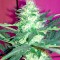 Семена сорта Critical + Autoflowering fem (Dinafem Seeds)