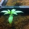 Семена сорта Dance World CBD fem (Royal Queen Seeds)