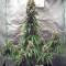 Семена сорта 2 Fast 2 Vast Auto fem (Heavyweight Seeds)