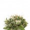 Семена сорта Original Strawberry Cough fem (Dinafem Seeds)