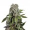 Семена сорта Blueberry fem (Trikoma Seeds)