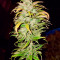 Семена сорта Glue Kripple fem (Dr. Krippling Seeds)