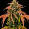 Семена сорта Cherry Cola Auto RF3 fem (FastBuds)