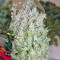 Семена сорта K-Train fem (Green House Seeds)