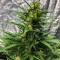 Семена сорта Rhino Ryder Auto fem (FastBuds)