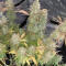 Семена сорт OG Kush Fast Version fem (Семяныч)