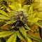 Семена сорта White Widow Automatic fem (Dinafem Seeds)