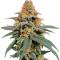Семена сорта Mandarin Cookies fem (7CH American)