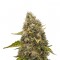 Семена сорта White Widow fem (Royal Queen Seeds)