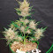 Семена сорта Wedding Glue Auto fem (FastBuds)