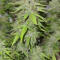 Семена сорта Ogre Auto fem (Doctor’s Choice)