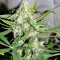 Семена сорта Auto Wembley fem (Pyramid Seeds)
