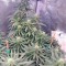 Семена сорта Jack 47 fem (Sweet Seeds)