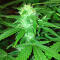 Семена сорта Auto Northern Lights fem (Pyramid Seeds)