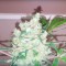 Семена сорта Bulk Smash Auto fem (Dr. Krippling Seeds)