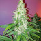 Семена сорта Chingis Khan fem (VIP seeds)