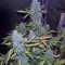 Семена сорта Green Crack Auto fem (FastBuds)