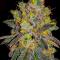 Семена сорта Mandarin Cookies fem (7CH American)