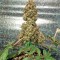 Семена сорта Bubba Kush reg (Humboldt Seeds)