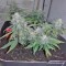 Семена сорта Smokin Gun Auto fem (Dr. Krippling Seeds)