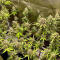 Семена сорта The White Fire OG fem (Seedkeepers)