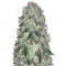 Семена сорта Fast Caramelic fem (Anesia Seeds)
