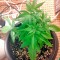 Семена сорта Sugar Mango Ryder Auto fem (World of Seeds)