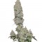 Семена сорта Mohan Ram Auto fem (Sweet Seeds)