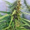Семена сорта Blue Dream fem (Humboldt Seeds)