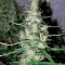 Семена сорта Hawaiian Snow fem (Green House Seeds)