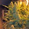 Семена сорта Snow White (Big Bud) fem (Nirvana Seeds)