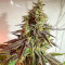 Семена сорта HighCloudZ fem (Green House Seeds)
