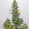 Семена сорта OG Kush Autoflowering fem (Dinafem Seeds)