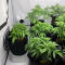 Семена сорта Afghan Kush Ryder Auto fem (World of Seeds)