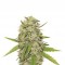 Семена сорта Skunk XL fem (Royal Queen Seeds)