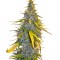 Семена сорта S.A.D. Sweet Afgani Delicious S1 fem (Sweet Seeds)