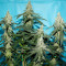 Семена сорта Bubba Slush fem (Green House Seeds)