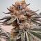 Семена сорта Gator Breath fem (7CH American)